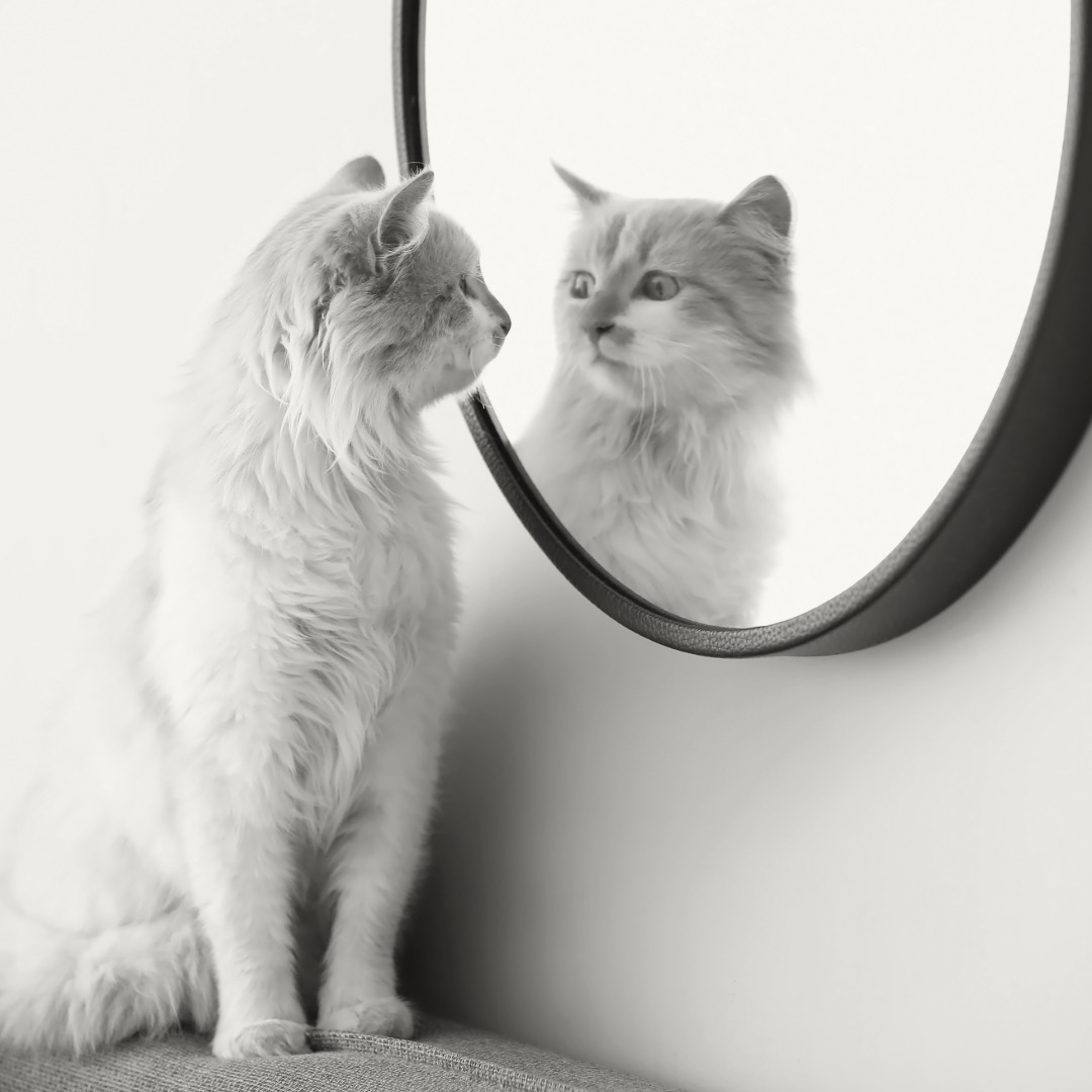 faire face EGO-evangiledelapaix